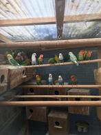 VERSCHILLENDE KLEUREN DWERGPAPEGAAIKES VANAF 50 EURO/KOPPEL, Dieren en Toebehoren, Vogels | Parkieten en Papegaaien, Meerdere dieren