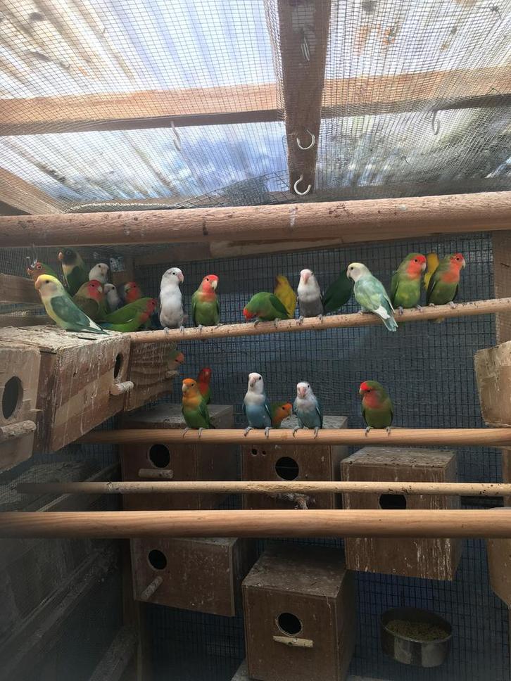 VERSCHILLENDE KLEUREN DWERGPAPEGAAIKES VANAF 50 EURO/KOPPEL, Dieren en Toebehoren, Vogels | Parkieten en Papegaaien, Dwergpapegaai of Agapornis