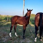 ️dressuur merrie veulen ️, Dieren en Toebehoren, Paarden, Merrie
