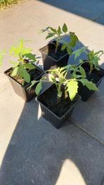 4 tomaten plantjes, Ophalen, Eenjarig, Halfschaduw, Zomer
