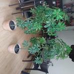 Plastic plants, Huis en Inrichting, Groene kamerplant, Ophalen of Verzenden, Overige soorten, 100 tot 150 cm