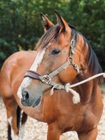 7-jarige BWP-Merrie Te koop, Dieren en Toebehoren, Paarden, Merrie, Springpaard, Zadelmak, 7 tot 10 jaar