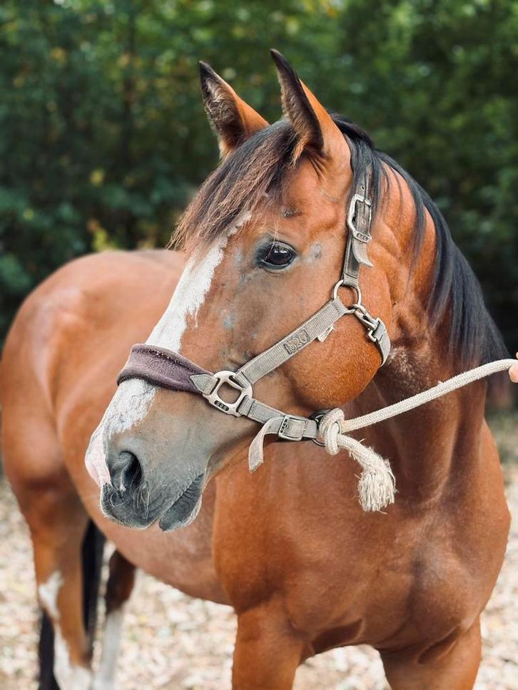 7-jarige BWP-Merrie Te koop, Dieren en Toebehoren, Paarden, Merrie, Zadelmak, 160 tot 165 cm, 7 tot 10 jaar, Springpaard, Met stamboom