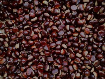 Verse biologische tamme kastanjes / marrons beschikbaar voor biedingen