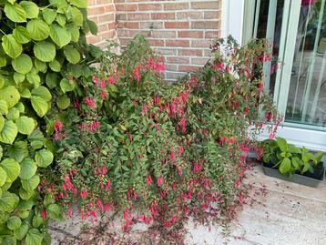 Winterharde fuschia beschikbaar voor biedingen