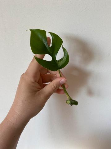 Monstera raphidophora variegata (stek 2), Huis en Inrichting, Ophalen