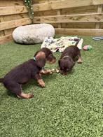 Prachtige ruwharige dwergteckel pups (chocolade-tan kleurig), Parvo, België, 8 tot 15 weken, Dwerg
