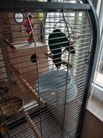 Piyrrhura rhodocephala, Dieren en Toebehoren, Vogels | Parkieten en Papegaaien, Geringd