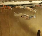 Endlers Guppen vrouwtjes, Vis, Zoetwatervis