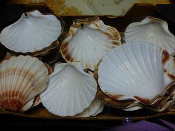 60 natuurlijke coquilles voor koken en decoreren. beschikbaar voor biedingen