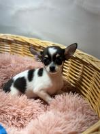 Chihuahua pups, Dieren en Toebehoren, Honden | Chihuahua's en Gezelschapshonden, 15 weken tot 1 jaar, Buitenland, CDV (hondenziekte)