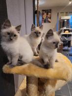 Chatons Ragdoll Blue Point, Animaux & Accessoires, Chat, Vermifugé, 0 à 2 ans