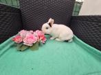 Mooi lief kleurdwergje rammetje, Dieren en Toebehoren, Konijnen, Mannelijk, Dwerg, 0 tot 2 jaar