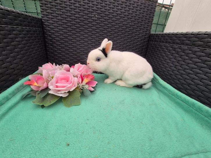 Mooi lief kleurdwergje rammetje, Dieren en Toebehoren, Konijnen, Dwerg, Mannelijk, 0 tot 2 jaar