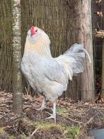 Ameraucana Lavender Haan, Dieren en Toebehoren, Pluimvee, Mannelijk, Kip