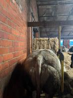 Dikbilvaars, Animaux & Accessoires, Bovins, Femelle, 3 à 6 ans