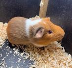 Cavia te koop!, Dieren en Toebehoren, Knaagdieren, Cavia, Mannelijk, Mei, Tam