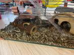 Kleurmuizen/voedermuizen, Dieren en Toebehoren, Knaagdieren, Meerdere dieren, Muis, Tam