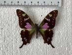 Graphium weiskei, Dieren en Toebehoren, Insecten en Spinnen