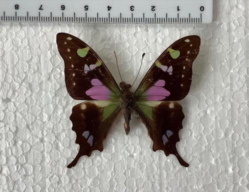 Graphium weiskei, Dieren en Toebehoren, Insecten en Spinnen