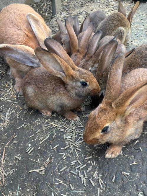 Jonge konijnen mix Vlaamse Reus X Belgische Haas, Dieren en Toebehoren, Konijnen, Groot, Vrouwelijk, 0 tot 2 jaar