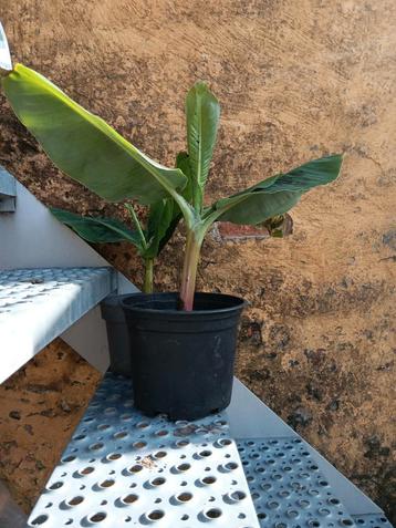 Musa / bananenplant  beschikbaar voor biedingen