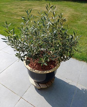 Zeer mooie olijfboom in struikvorm grote bloempot keramiek beschikbaar voor biedingen