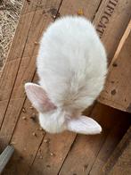 Tamme minilopjes met blauwe oogjes, Dieren en Toebehoren, Meerdere dieren, Dwerg, Hangoor, 0 tot 2 jaar