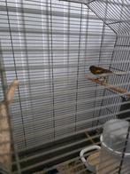 Kanari man 20 euro, Dieren en Toebehoren, Vogels | Kanaries