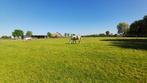 Weidegang met inloopstallen te Kasterlee, Dieren en Toebehoren, Weidegang, 4 paarden of pony's of meer