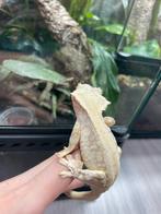Wimpergekko lilly white man 22ONxLU5