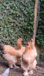 Ik ben opzoek naar brama kippen deze kleuren, Dieren en Toebehoren, Pluimvee