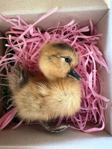 Taxidermie Opgezet Eendje Duck - Steen en Been beschikbaar voor biedingen