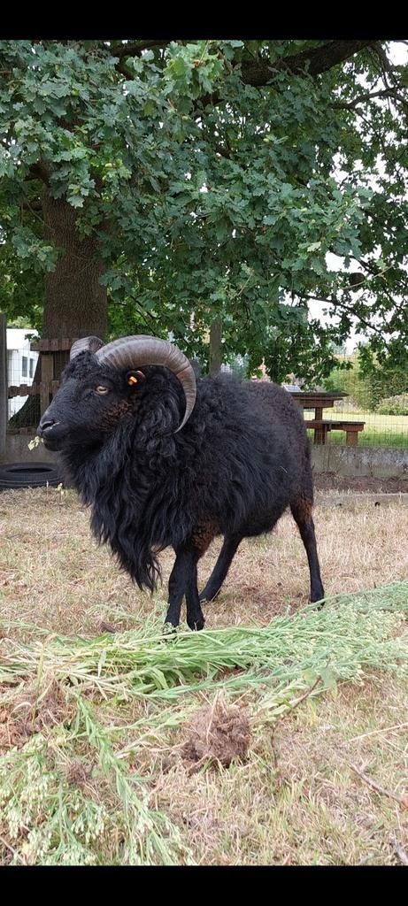 Prachtige Soay ram, eet uit hand, Dieren en Toebehoren, Schapen, Geiten en Varkens, Schaap, Mannelijk, 0 tot 2 jaar
