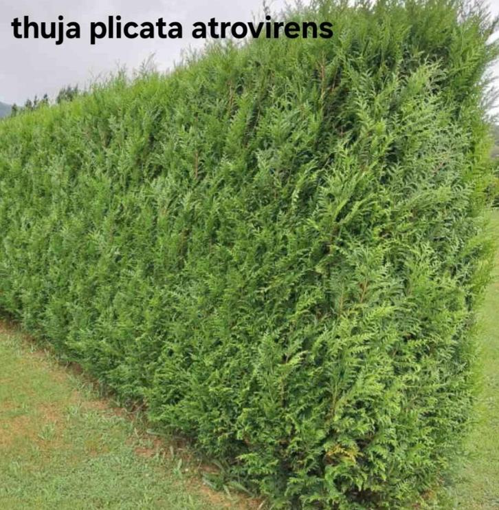 Thuja plicata atrovirens!, Tuin en Terras, Planten | Struiken en Hagen, Taxus, Ophalen