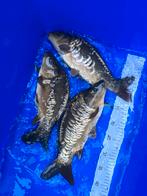 Spiegel karpers van 10cm tot 25cm, Dieren en Toebehoren, Karper of Koi