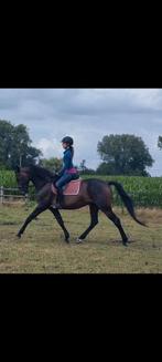 7jarige merrie en 12jarige ruin te koop, Dieren en Toebehoren, Paarden, Niet van toepassing, 7 tot 10 jaar, 160 tot 165 cm, Merrie