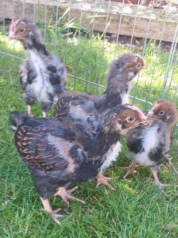 8 jonge barnevelder haantjes., Dieren en Toebehoren, Pluimvee, Mannelijk, Kip