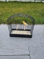 Canaris Raza Espagnol, Animaux & Accessoires, Oiseaux | Canaris, Mâle