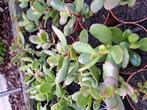 Planten, Tuin en Terras, Planten | Tuinplanten, Ophalen
