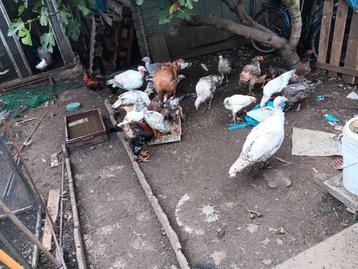 Kalkoenen  beschikbaar voor biedingen