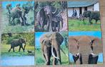6 Côte d'Or verzamelprenten: De olifant in woord en beeld, Verzamelen, Foto's en Prenten, Ophalen of Verzenden, Gebruikt, Dier