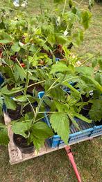 Frambozen planten, Tuin en Terras, Planten | Tuinplanten, Ophalen, Zomer, Vaste plant, Fruitplanten