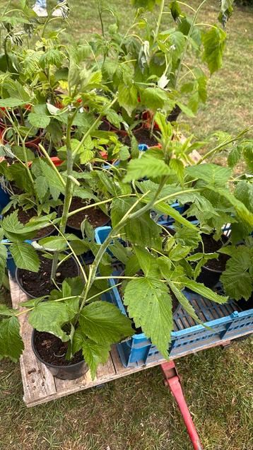 Frambozen planten beschikbaar voor biedingen