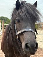 Super lieve merrie schetlander te koop!, Dieren en Toebehoren, Paarden, Merrie, M