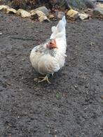 2 chabo hennen, Dieren en Toebehoren, Pluimvee