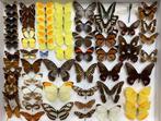 Geprepareerde VLINDERS, 5€/ specimen, Dieren en Toebehoren, Insecten en Spinnen