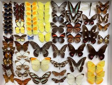 Geprepareerde VLINDERS, 5€/ specimen  beschikbaar voor biedingen