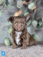 Chihuahua pup langhaar Chi pup, België, Fokker | Hobbymatig, Reu, CDV (hondenziekte)