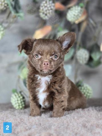 Chihuahua pup langhaar Chi pup beschikbaar voor biedingen